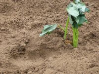 加賀野菜の五郎島金時