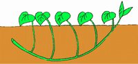 船底植え