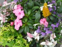 宮子花園の鉢花