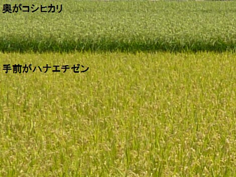 手前がハナエチゼン、奥がコシヒカリ