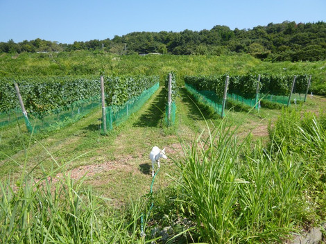 ブドウ畑にはやぎがいる
