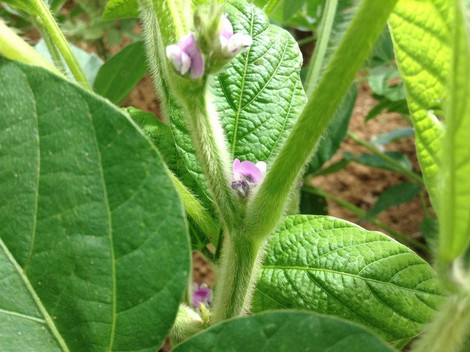 あやこがねの花が咲いた