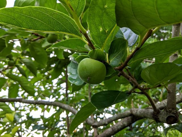 陽菜実園（ひなみえん）の柿