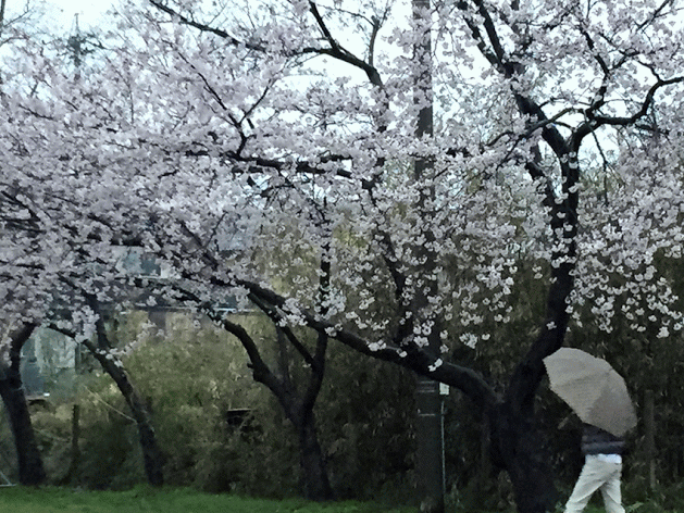 雨中に桜を撮影する人