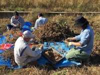 畑で大豆のさやを分別