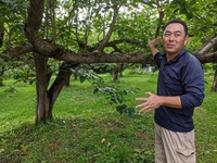 奥能登の柿農家