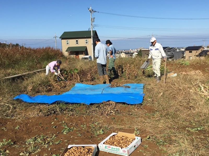 畑にブルーシートをひいてさやとり作業