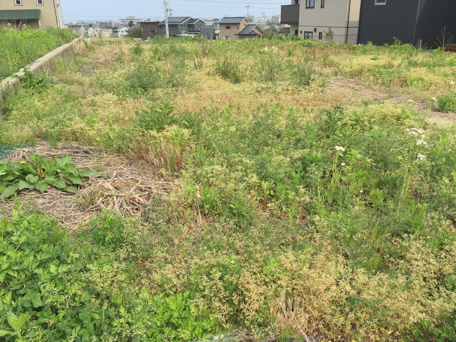 マメジンの畑はすっかり草ぼうぼうになっていた