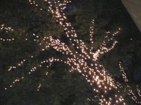Musasitree