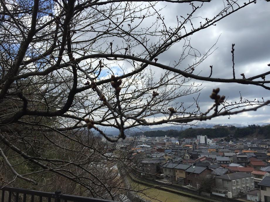 金沢市の桜開花予想は3月29日