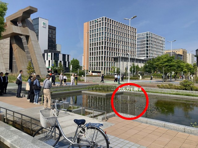 なぜ金沢駅に毎年現れる？カルガモ親子から学ぶ「都会の生存戦略」と知られざる生態【金沢駅のカルガモ】