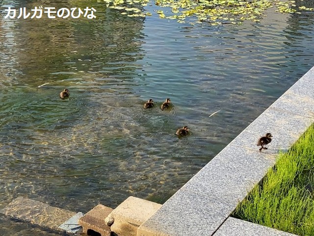 なぜ金沢駅に毎年現れる？カルガモ親子から学ぶ「都会の生存戦略」と知られざる生態【金沢駅のカルガモ】
