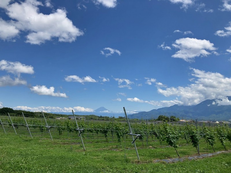 ぶどう畑と富士山