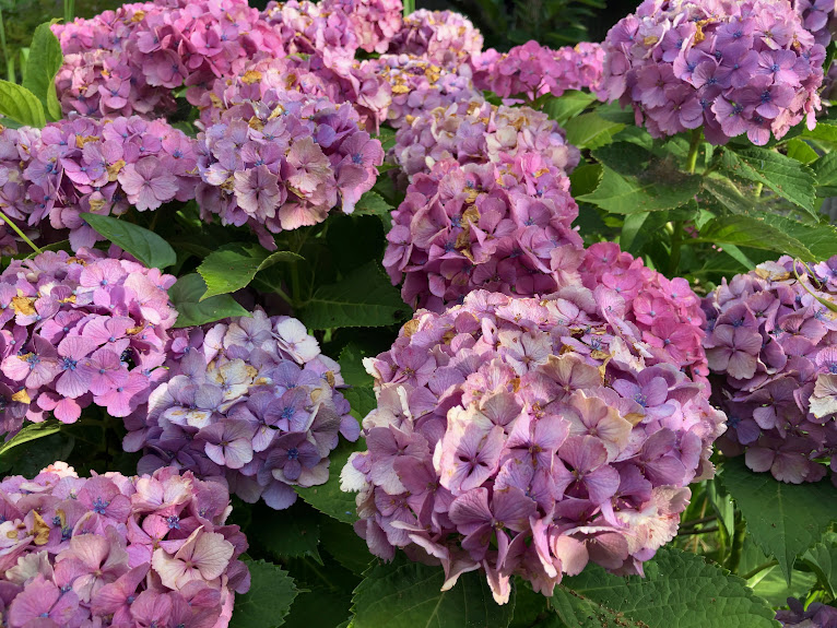 あじさいの花たち