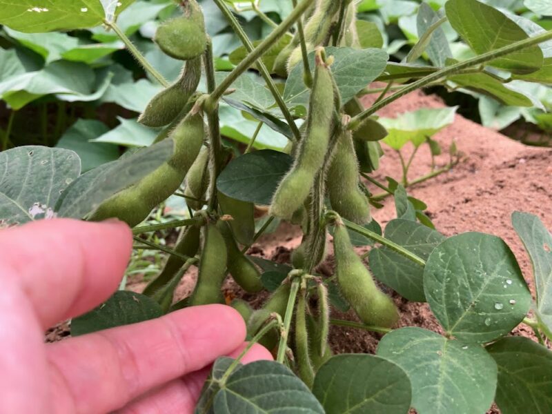 立秋を過ぎて静かに深まる夏の朝、大豆(エダマメ)がさやを膨らませていました