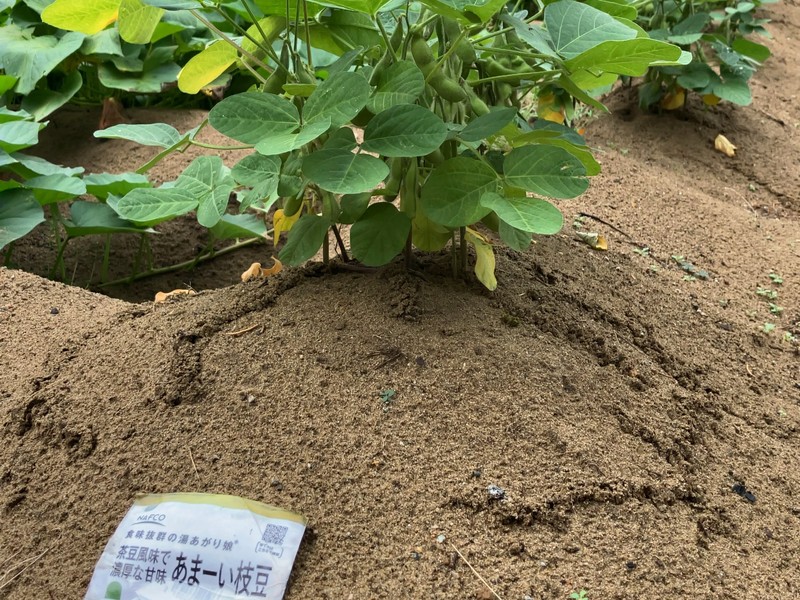立秋を過ぎて静かに深まる夏の朝、大豆(エダマメ)がさやを膨らませていました