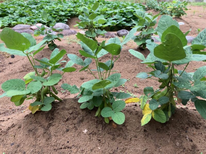 立秋を過ぎて静かに深まる夏の朝、大豆(エダマメ)がさやを膨らませていました