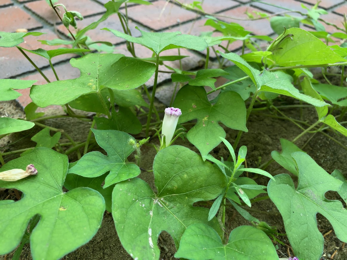 朝露の枝豆と玄関先の朝顔、家族の節目に想う夏の朝