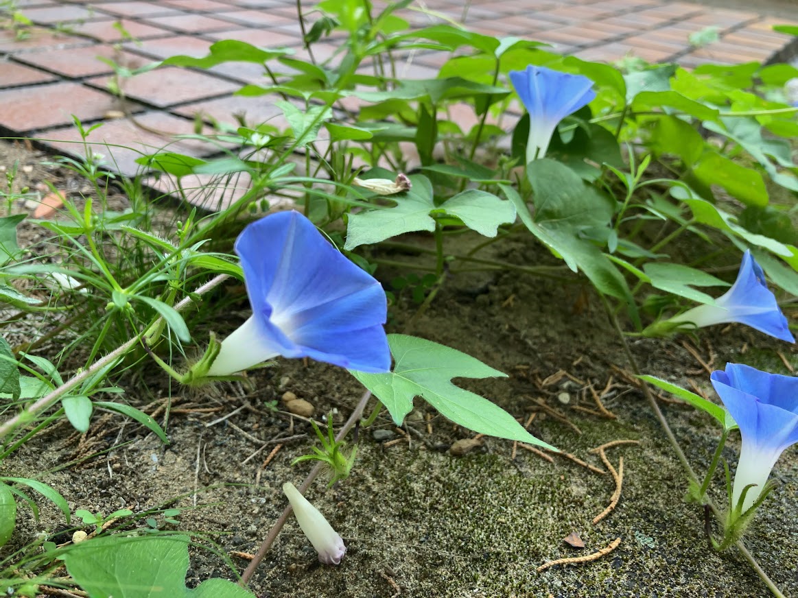 朝露の枝豆と玄関先の朝顔、家族の節目に想う夏の朝