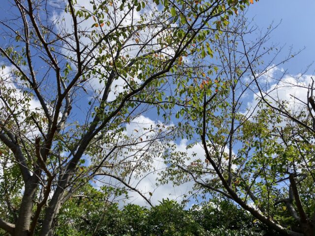 木津公園